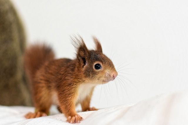 squirrel