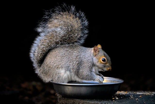 squirrel
