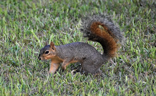 Squirrel Proof Bird Feeder Solution: Top-Quality Peanuts, Cost-Effective 25kg Bags for Leeds