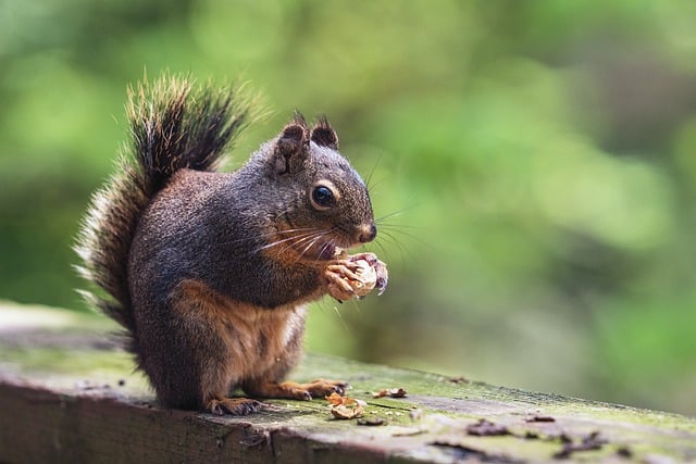 Squirrel-Proof Bird Feeders London: Keep Tiny Birds Safe & Fed