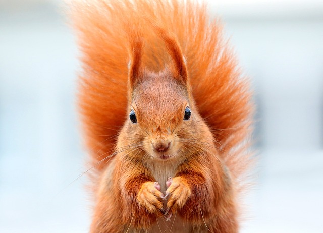 squirrel