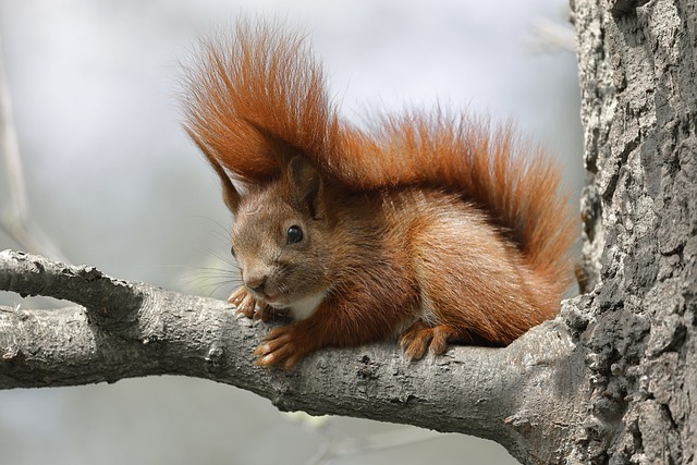 squirrel