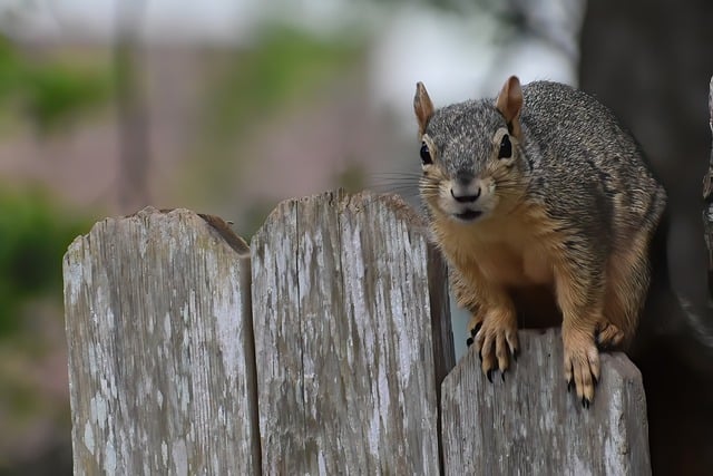 squirrel