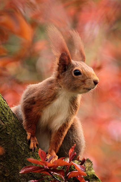 squirrel