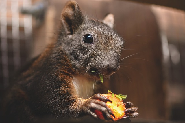 Squirrel Proof Feeding in Bristol? Get Your New, Free-Shipping Bird Feeder Now!