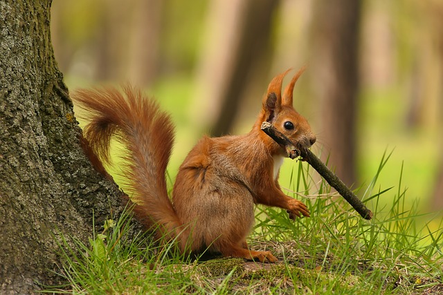 Squirrel Proof Bird Feeders Sheffield: Durably Keep Your Birds Safe &amp; Fed