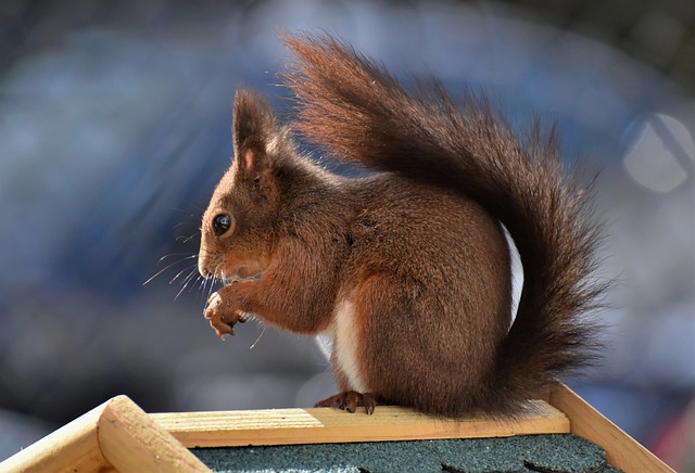 squirrel-640x480-41970067.jpeg