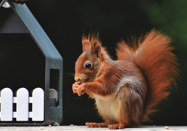 squirrel