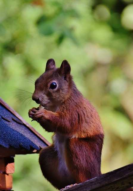 Squirrel Proof Bird Feeders Bristol: Attract More Birds, Save Your Money!