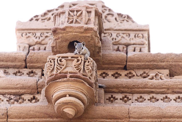 squirrel-640x480-43768085.jpeg