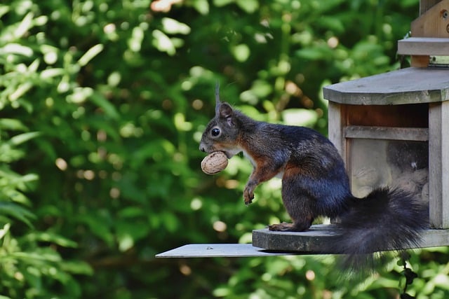 squirrel