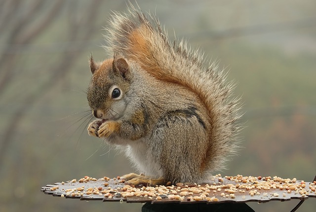 squirrel