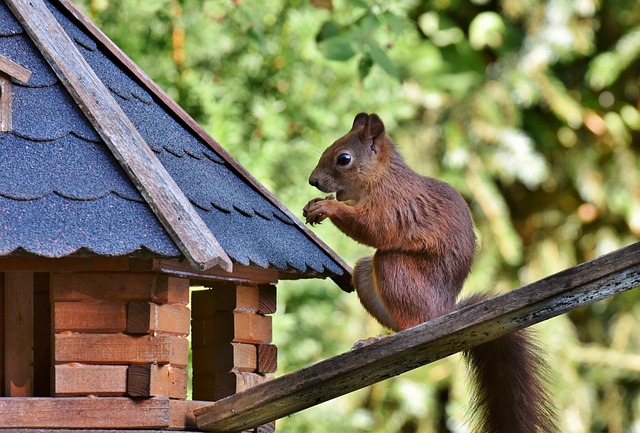Squirrel-Proof Bird Feeders Leicester: Natural Preservatives, More Birds, Less Cost!