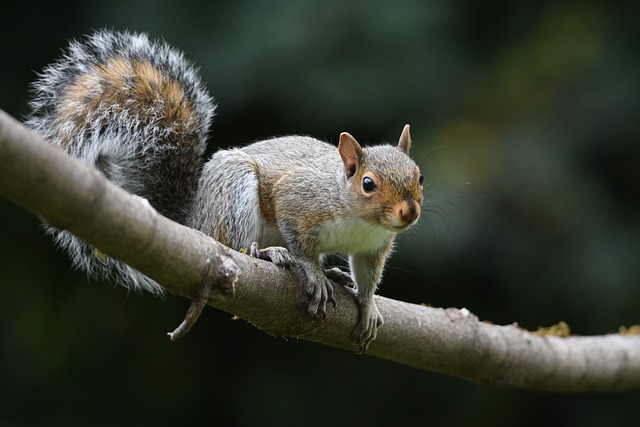 squirrel