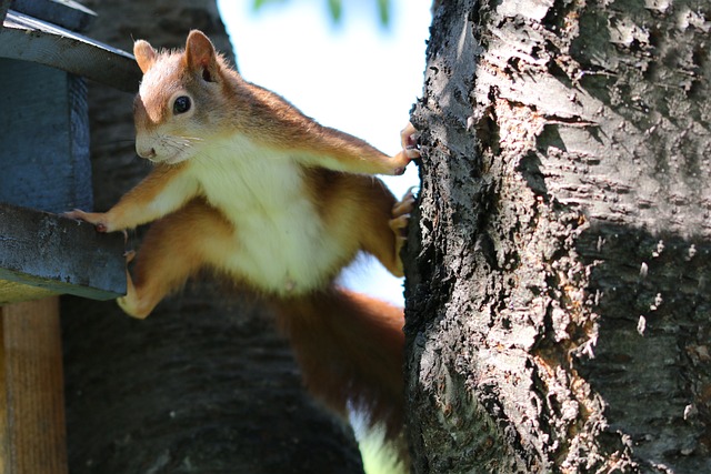 squirrel