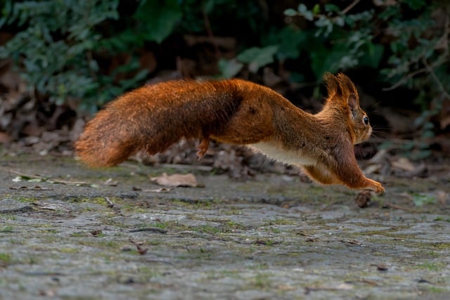 squirrel