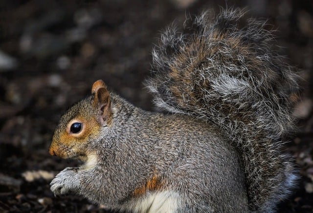 squirrel