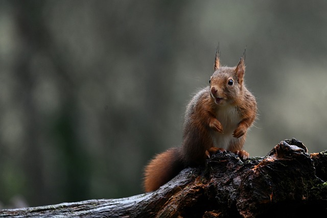 Manchester’s Top Squirrel-Proof Feeder: Keep Birds Happy, Save Money!