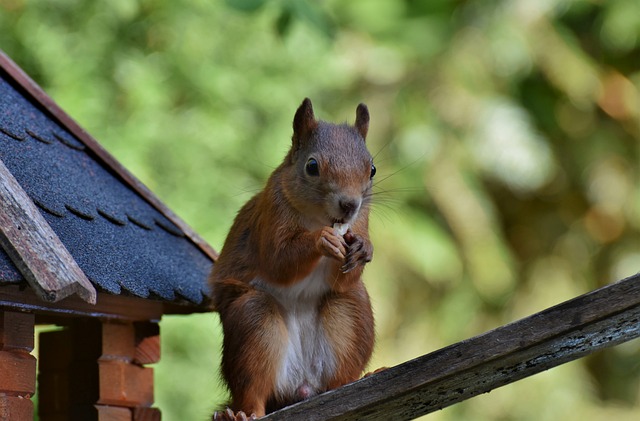 Squirrel-Proof Your Feeders in Bradford: Rust-Resistant, Money-Saving Solution!