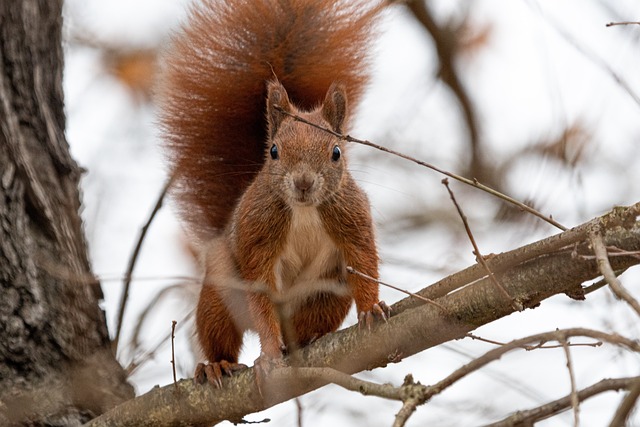 Squirrel Proof Feeders Manchester: Unlocking Birds’ Health with Nutritious Dried Mealworms