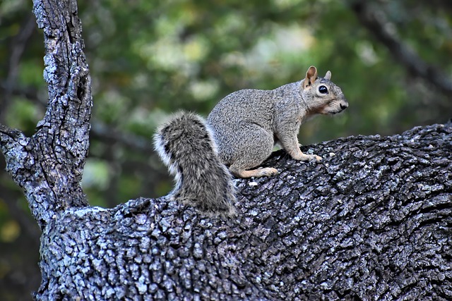 squirrel