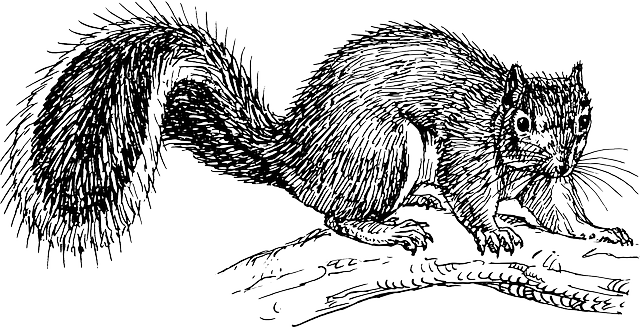 squirrel