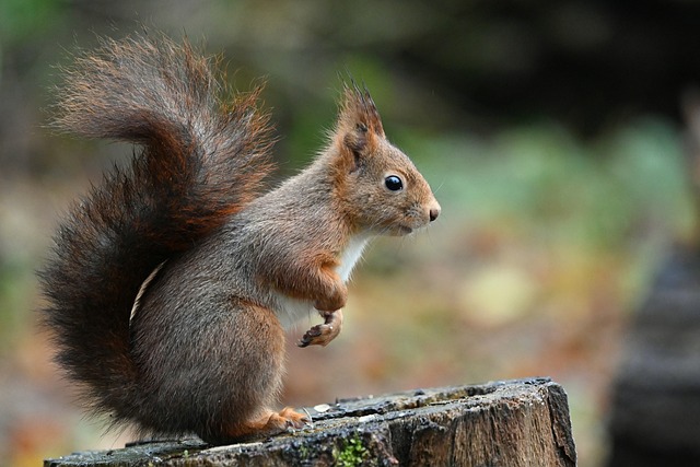 squirrel
