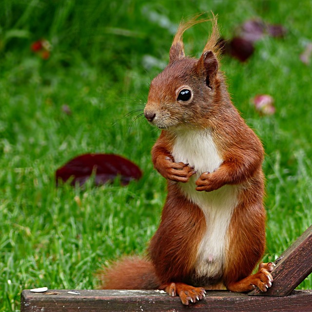 squirrel