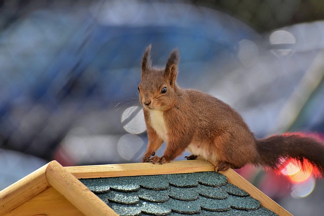 Squirrel-Proof Your Feeder: Top Bradford Picks for Tiny Birds – Free Shipping!
