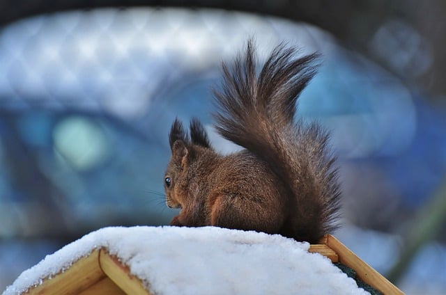 Squirrel Proof Feeders: Keep Birds Happy, Save on Winter Treats in Cardiff