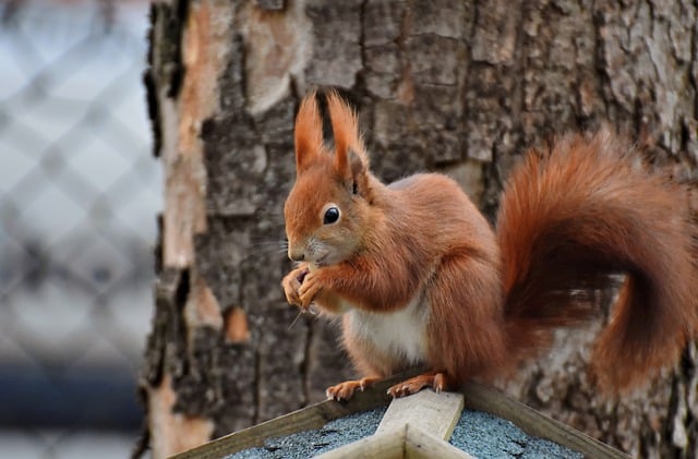 squirrel