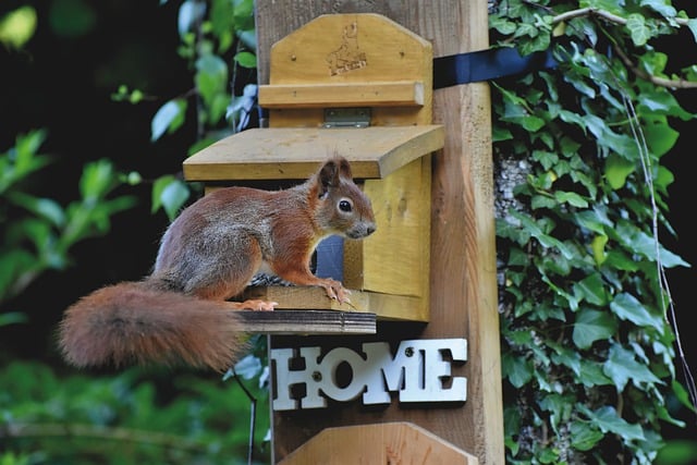 squirrel