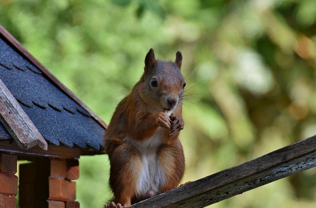 squirrel