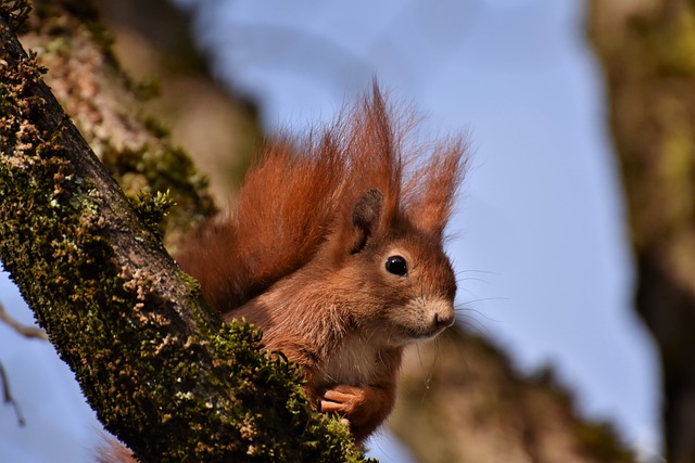 Squirrel Proof Your Feeders? Attract Birds with Tasty Dried Mealworms in Bristol!