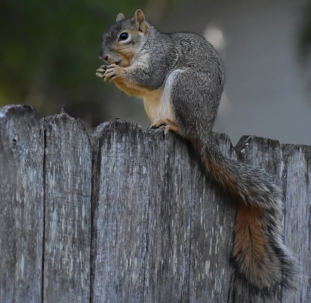 squirrel-640x480-74425212.jpeg