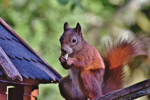 Squirrel-Free Feeding: Durable Bird Feeders for Liverpool Gardens