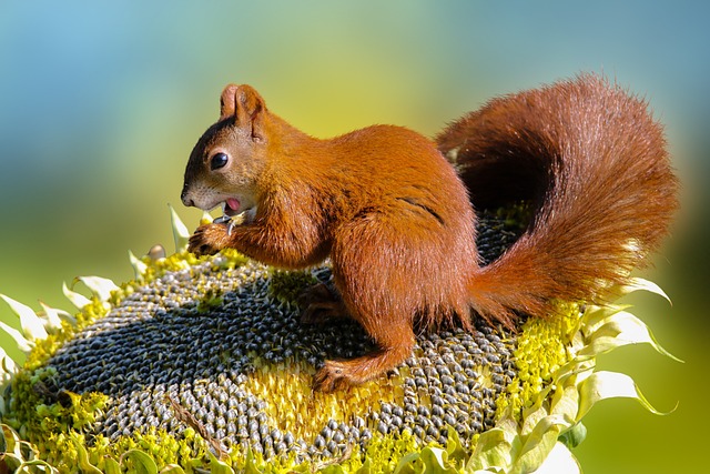 squirrel