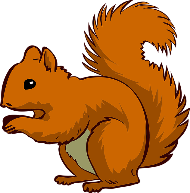 squirrel