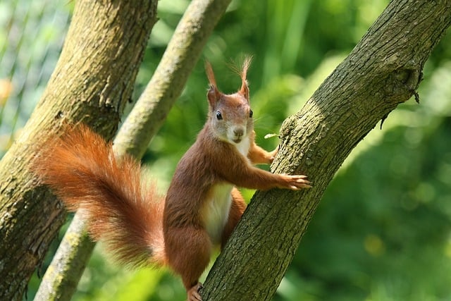 Squirrel-Proof Your Feeders: Fresh Peanuts, Happy Birds, Free Shipping in Cardiff