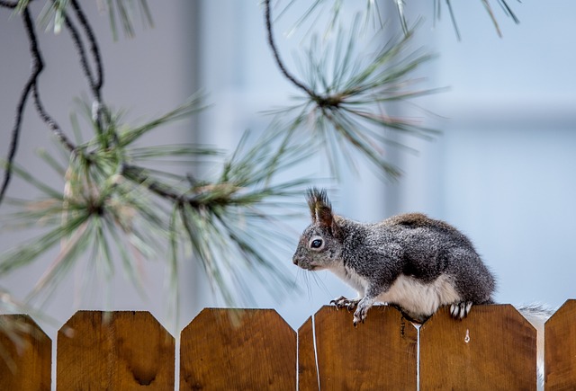 squirrel