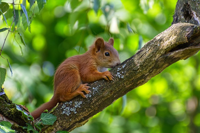 Squirrel-Proof Your Feeders: Best Price Sunflower Hearts for Birds in Manchester - Free Delivery!