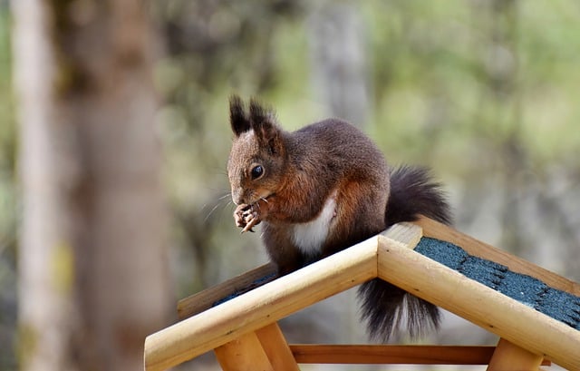 Revolutionize Your Bird Feeder: Dried Mealworms, Squirrel-Proofed, Cardiff's Ultimate Treat