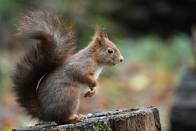 Squirrel Proof Bird Feeder Leicester: Effortless Feeding, More Birds, Less Cost