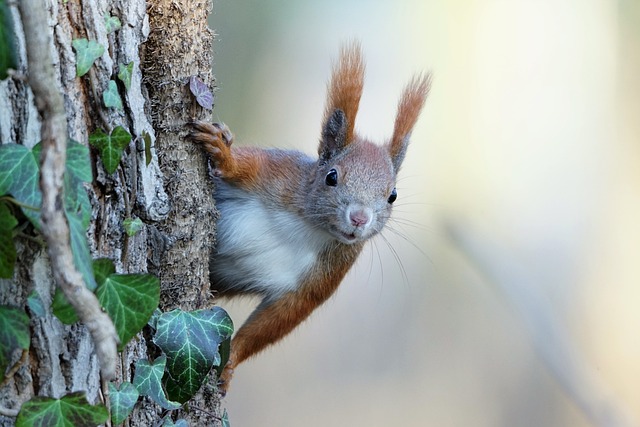 Squirrel Proof Bird Feeders Liverpool: Save Money, Enjoy Free Feeding!