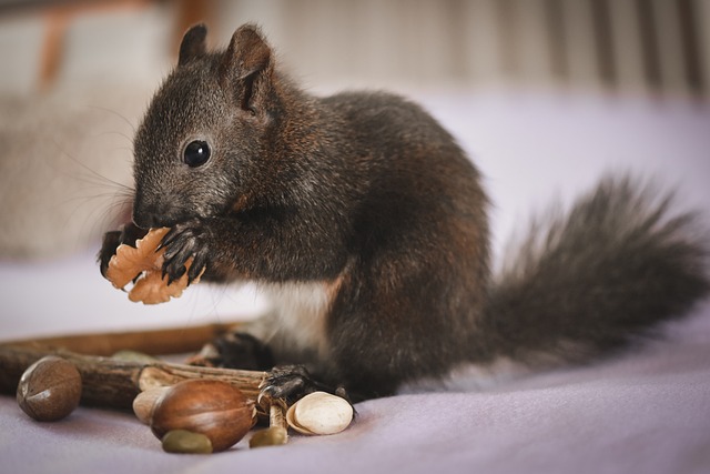 Squirrel-Proof Bird Feeding: Discover Delicious Dried Mealworms for Your Sheffield Feeder