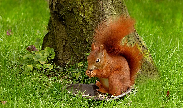 squirrel