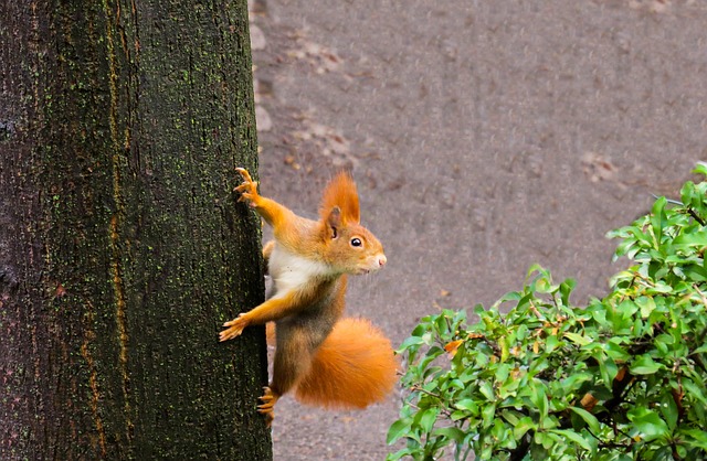 squirrel