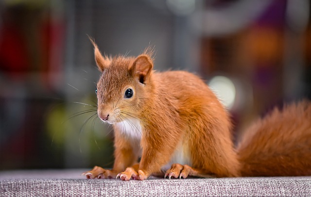 squirrel