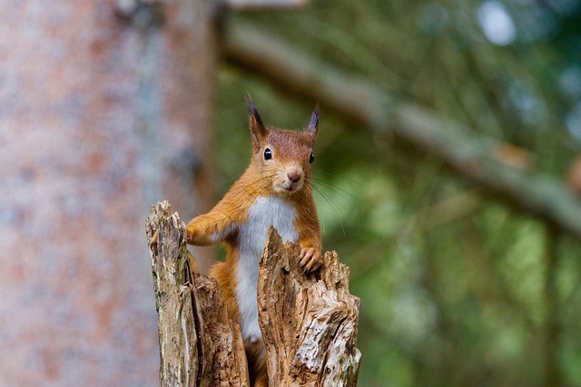 squirrel
