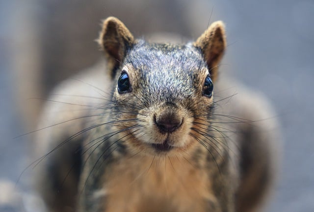 squirrel
